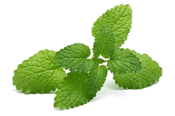 Melissa Lemon Balm Isolated White Background — Stock Photo, Image