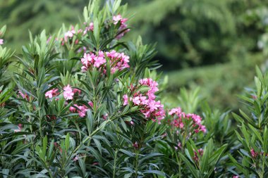 Pembe zakkum çiçekleri ve yaprakları Bahçe