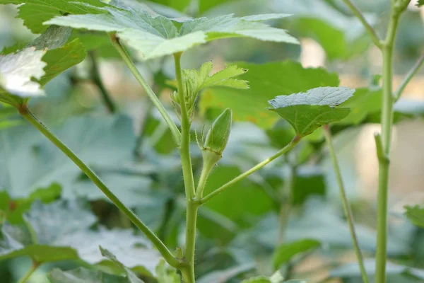 Fresh green okra in garden. Macro shot, full frame