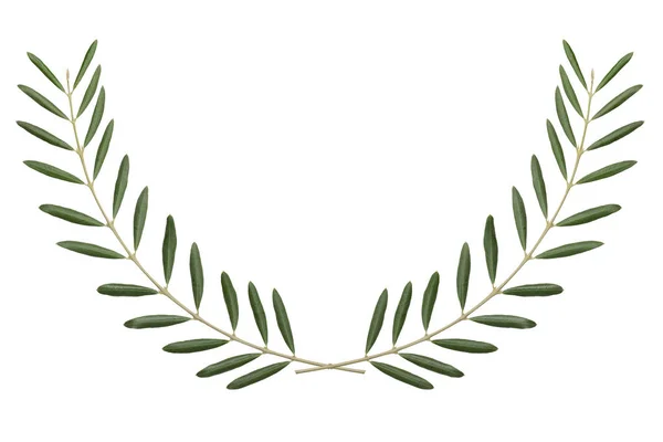Olive Branch Peace Symbol Isolated White Background — Stock Photo, Image