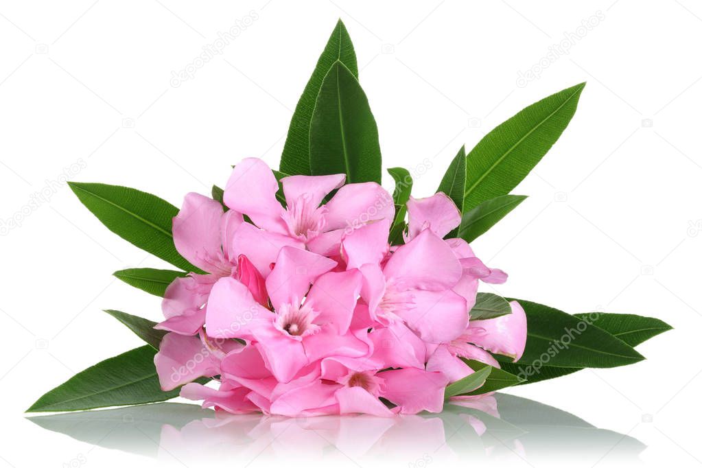 Pink oleander flowers and leaves on white background