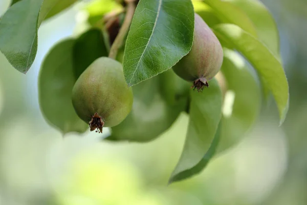 マクロ撮影ナシの木の枝に新鮮な梨 — ストック写真