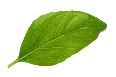 Beyaz arkaplanda izole edilmiş taze fesleğen yaprağı