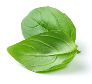 Beyaz arkaplanda taze fesleğen yaprakları