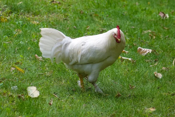 Белый Цыпленок Траве Полная Рама — стоковое фото
