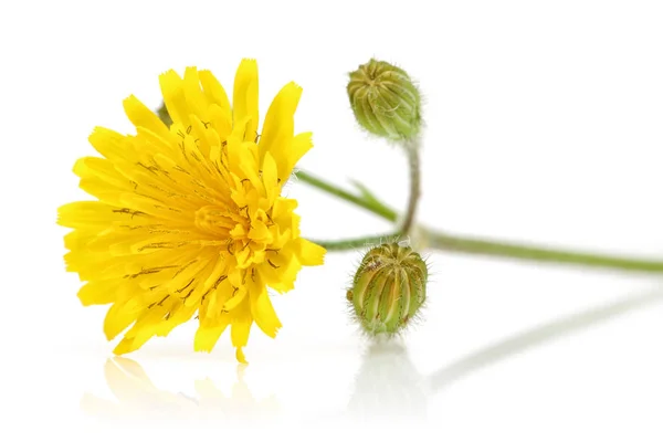 Fleurs Pissenlit Isolées Sur Fond Blanc — Photo