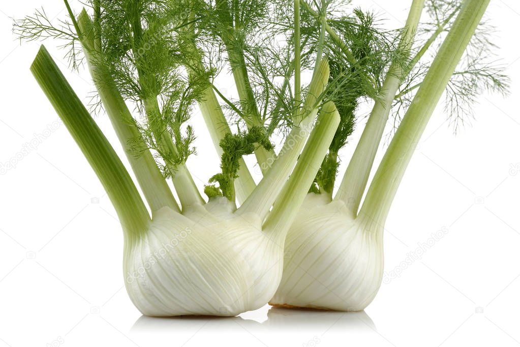 Fresh fennel bulb with leaves isolated on white background