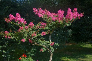 Lagerstroemia indica çiçekler açar bahçede