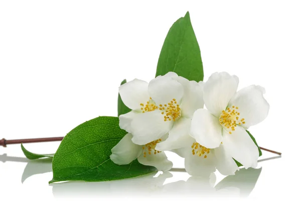 Witte Jasmijn Bloemen Met Groene Bladeren Witte Achtergrond — Stockfoto