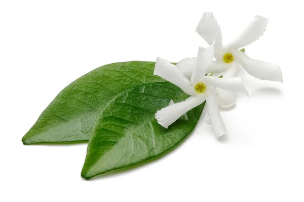 Flores Jazmín Estrella Con Hojas Aisladas Sobre Fondo Blanco — Foto de Stock