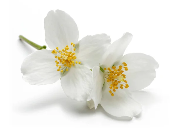 Fleurs Jasmin Blanc Isolées Sur Fond Blanc — Photo