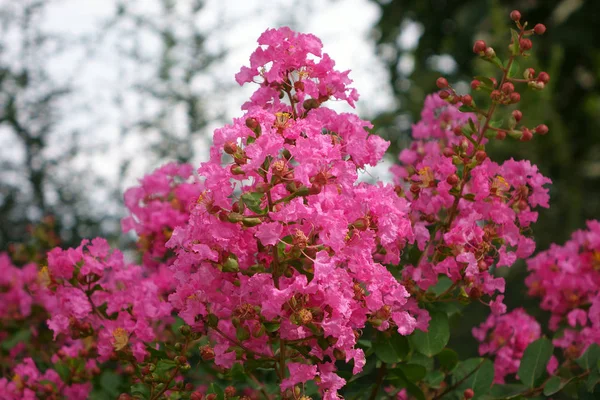 Lagerstroemia Indica Çiçekler Açar Bahçede — Stok fotoğraf