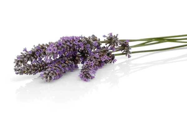 Lavanda Fresca Isolada Sobre Fundo Branco — Fotografia de Stock