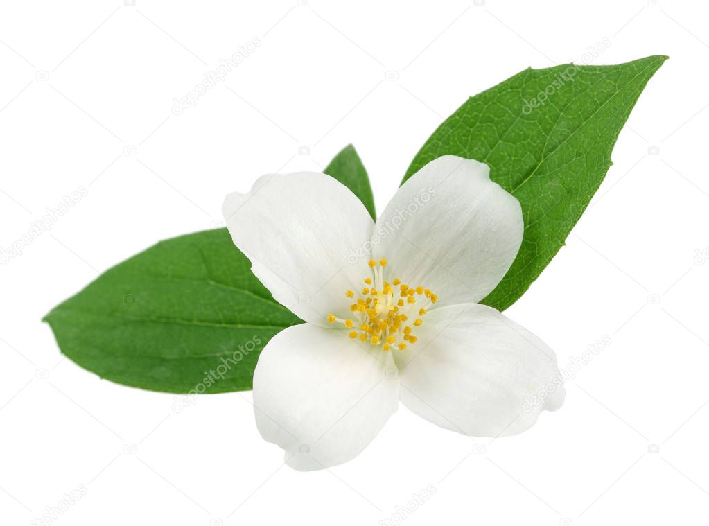 White jasmine flowers with green leaves on white background