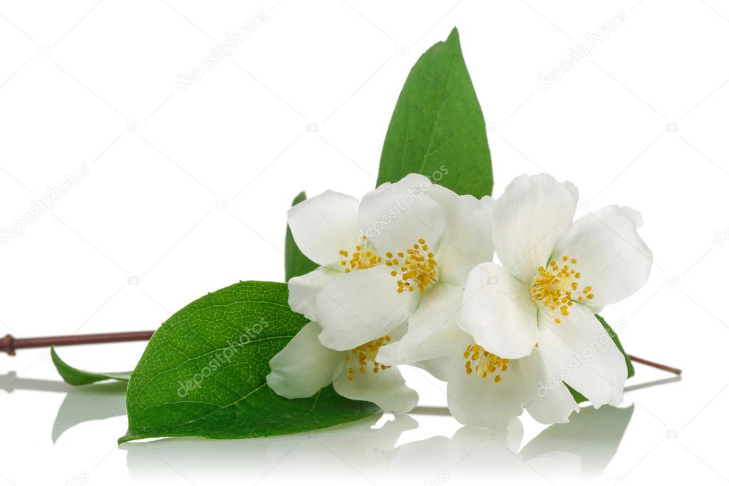 White jasmine flowers with green leaves on white background