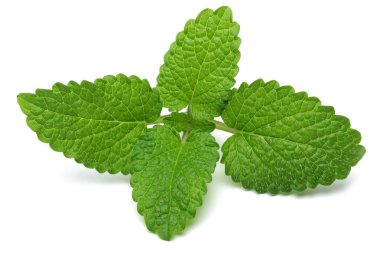 Taze melisa yaprakları, melissa beyaz arka plan üzerinde izole