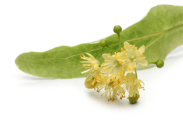 Verse Linden Bloemen Bladeren Geïsoleerd Witte Achtergrond — Stockfoto