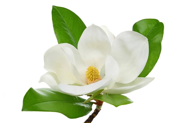 Magnolia Λουλούδι Αφήνει Απομονωθεί Λευκό Φόντο — Φωτογραφία Αρχείου