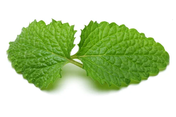 Fresh Lemon Balm Leaves Melissa Isolated White Background — Stock Photo, Image