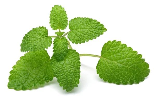 Fresh Lemon Balm Leaves Melissa Isolated White Background — Stock Photo, Image