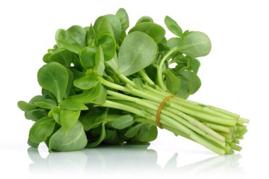 beyaz arkaplanda izole edilmiş yeni purslane