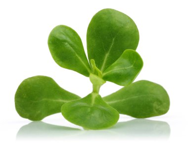 beyaz arkaplanda izole edilmiş yeni purslane