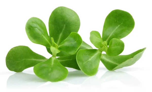 beyaz arkaplanda izole edilmiş yeni purslane