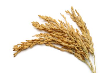 Bir sürü beyaz arka plan üzerinde izole pirinç kulaklar