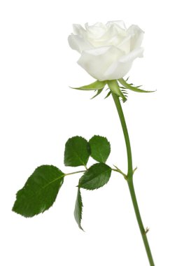 Beyaz gül ve beyaz arka plan üzerinde izole yaprakları