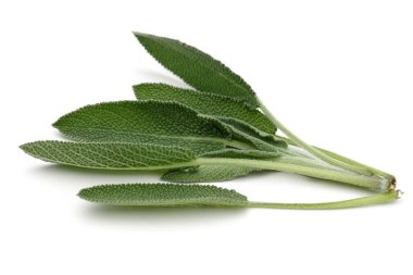 Beyaz arka plan üzerinde izole yeşil adaçayı yaprakları