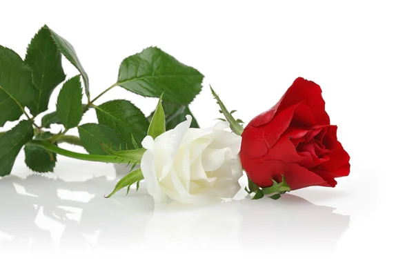 白色和红色玫瑰与叶子在白色背景 — 图库照片