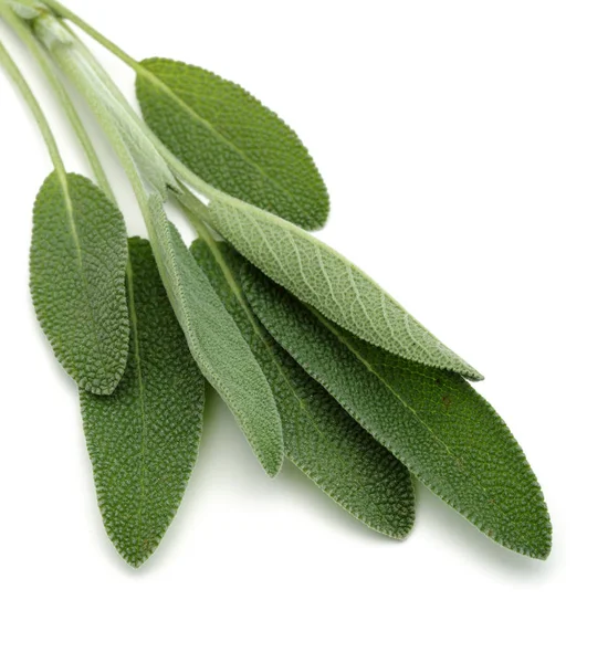 Hojas Salvia Verde Aisladas Sobre Fondo Blanco — Foto de Stock