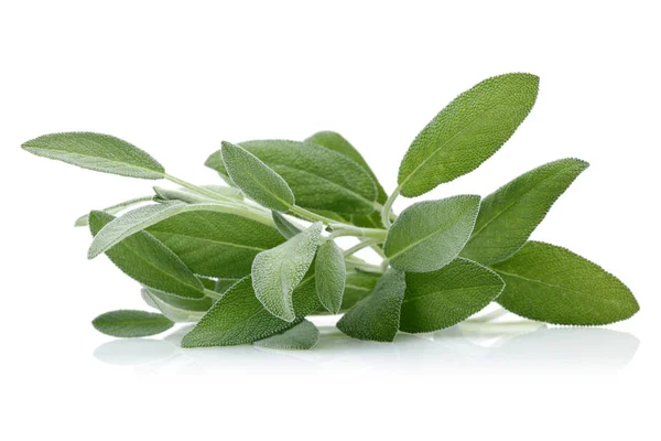 Green Sage Leaves Isolated White Background — Stock Photo, Image