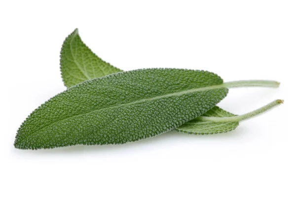 Hojas Salvia Verde Aisladas Sobre Fondo Blanco — Foto de Stock