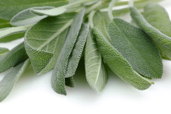 Hojas Salvia Verde Aisladas Sobre Fondo Blanco — Foto de Stock