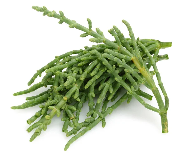 Gröna Samphire Eller Med Salicornia Växter Isolerad Vit Bakgrund — Stockfoto