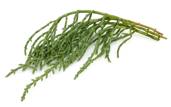 Gröna Samphire Eller Med Salicornia Växter Isolerad Vit Bakgrund — Stockfoto