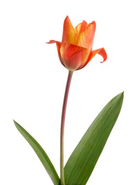 Yeşil yapraklarla beyaz arka plan üzerinde izole kırmızı sarı lale