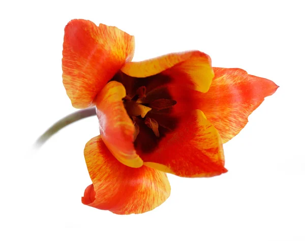 Tulipano Giallo Rosso Isolato Sfondo Bianco — Foto Stock