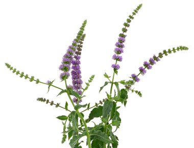 Beyaz arka plan üzerinde izole nane çiçekler