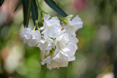 Beyaz zakkum çiçekleri ve yaprakları Bahçe