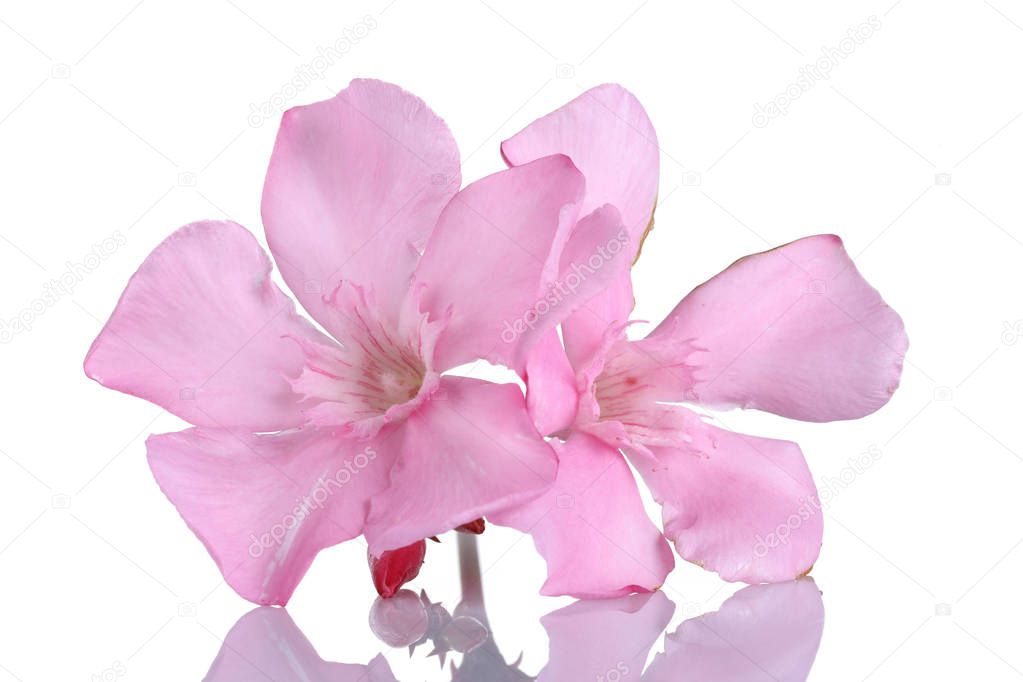 Pink oleander flowers isolated on white background