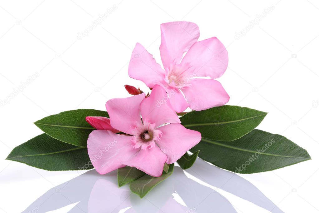 Pink oleander flowers and leaves isolated on white background