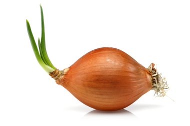 Yellow onion isolated on white background clipart