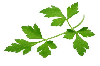 Taze yeşil maydanoz beyaz arkaplanda izole