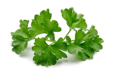 Taze yeşil maydanoz beyaz arkaplanda izole