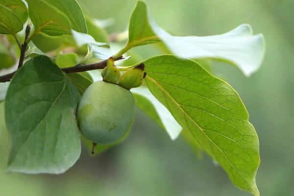緑の中でカキ果実の葉 マクロ撮影 — ストック写真