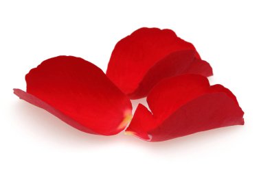 Beyaz arka plan üzerinde izole kırmızı gül gül yaprakları