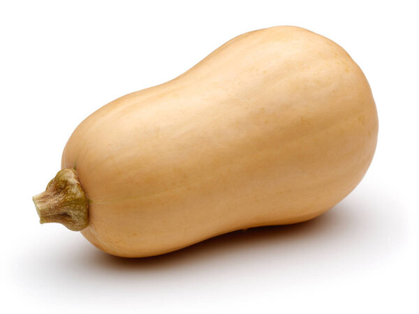 Single Butternut squash isolated on white background