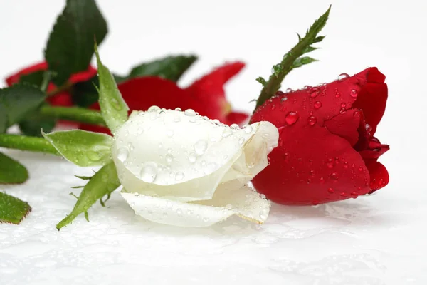 白色和红色玫瑰与水滴查出在白色背景 — 图库照片